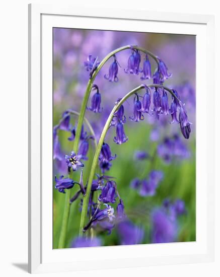 Bluebells-null-Framed Photographic Print