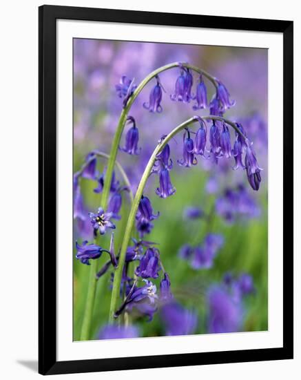 Bluebells-null-Framed Photographic Print