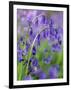 Bluebells-null-Framed Photographic Print