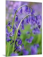 Bluebells-null-Mounted Photographic Print