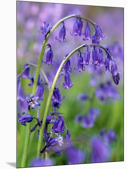 Bluebells-null-Mounted Photographic Print