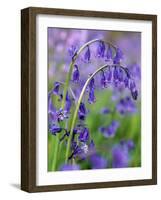 Bluebells-null-Framed Photographic Print