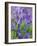 Bluebells-null-Framed Photographic Print