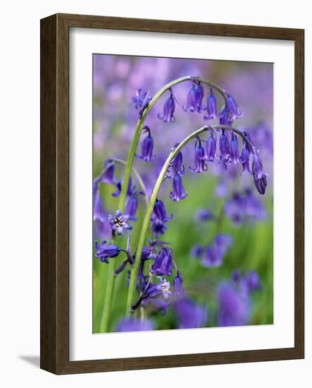 Bluebells-null-Framed Photographic Print