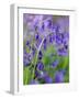 Bluebells-null-Framed Photographic Print