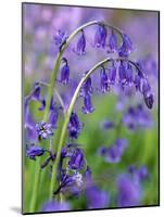 Bluebells-null-Mounted Photographic Print