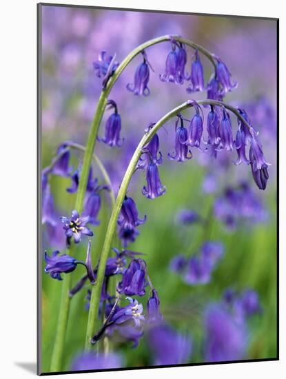 Bluebells-null-Mounted Photographic Print