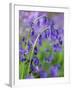 Bluebells-null-Framed Photographic Print