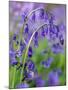 Bluebells-null-Mounted Photographic Print