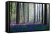 Bluebells-Adrian Popan-Framed Stretched Canvas