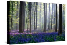 Bluebells-Adrian Popan-Stretched Canvas