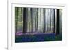 Bluebells-Adrian Popan-Framed Photographic Print