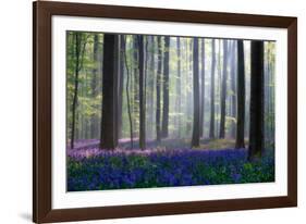 Bluebells-Adrian Popan-Framed Photographic Print