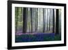 Bluebells-Adrian Popan-Framed Photographic Print