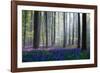 Bluebells-Adrian Popan-Framed Photographic Print