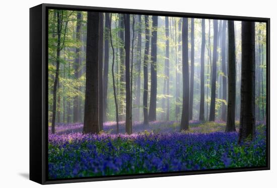 Bluebells-Adrian Popan-Framed Stretched Canvas