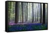Bluebells-Adrian Popan-Framed Stretched Canvas