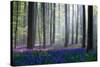 Bluebells-Adrian Popan-Stretched Canvas
