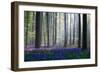 Bluebells-Adrian Popan-Framed Photographic Print