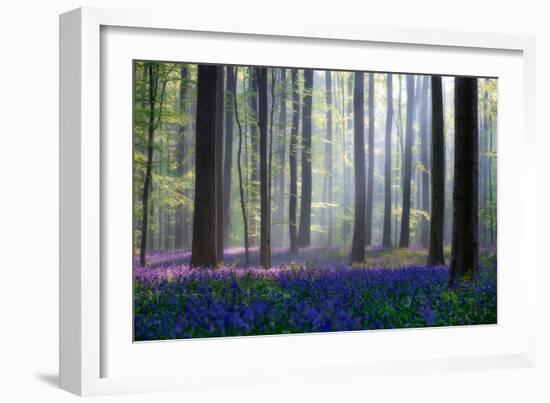 Bluebells-Adrian Popan-Framed Photographic Print