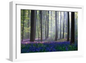 Bluebells-Adrian Popan-Framed Photographic Print