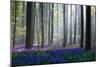 Bluebells-Adrian Popan-Mounted Photographic Print