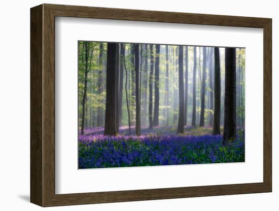 Bluebells-Adrian Popan-Framed Photographic Print