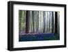 Bluebells-Adrian Popan-Framed Photographic Print