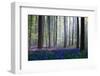 Bluebells-Adrian Popan-Framed Photographic Print