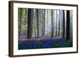 Bluebells-Adrian Popan-Framed Photographic Print