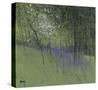 Bluebells-Paul Bailey-Stretched Canvas
