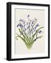 Bluebells-Sally Crosthwaite-Framed Giclee Print