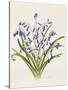 Bluebells-Sally Crosthwaite-Stretched Canvas