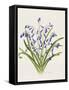 Bluebells-Sally Crosthwaite-Framed Stretched Canvas