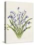 Bluebells-Sally Crosthwaite-Stretched Canvas