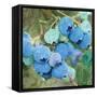 Blueberries 2-Stellar Design Studio-Framed Stretched Canvas