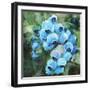 Blueberries 3-Stellar Design Studio-Framed Art Print