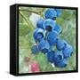 Blueberries 4-Stellar Design Studio-Framed Stretched Canvas