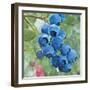 Blueberries 4-Stellar Design Studio-Framed Art Print