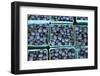 Blueberries at a Farmer's Market in Oregon-Justin Bailie-Framed Photographic Print