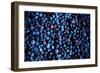 Blueberries II-Peter Morneau-Framed Art Print