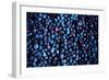 Blueberries II-Peter Morneau-Framed Art Print