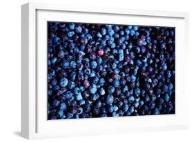 Blueberries II-Peter Morneau-Framed Art Print