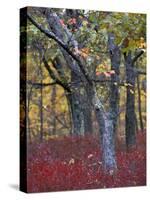 Blueberries in Oak-Hickory Forest in Litchfield Hills, Kent, Connecticut, USA-Jerry & Marcy Monkman-Stretched Canvas