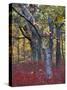 Blueberries in Oak-Hickory Forest in Litchfield Hills, Kent, Connecticut, USA-Jerry & Marcy Monkman-Stretched Canvas