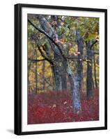 Blueberries in Oak-Hickory Forest in Litchfield Hills, Kent, Connecticut, USA-Jerry & Marcy Monkman-Framed Premium Photographic Print