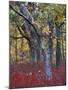 Blueberries in Oak-Hickory Forest in Litchfield Hills, Kent, Connecticut, USA-Jerry & Marcy Monkman-Mounted Premium Photographic Print