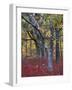 Blueberries in Oak-Hickory Forest in Litchfield Hills, Kent, Connecticut, USA-Jerry & Marcy Monkman-Framed Photographic Print