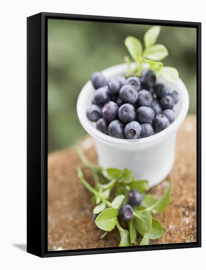 Blueberries in Plastic Tub-null-Framed Stretched Canvas