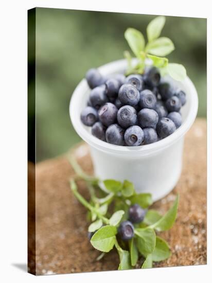 Blueberries in Plastic Tub-null-Stretched Canvas